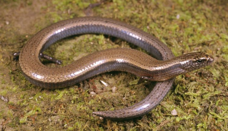 skink Lizards can also birth babies with eggs